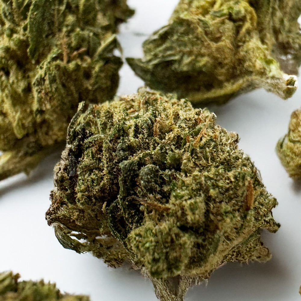 Small buds Candy Rain - Hybride