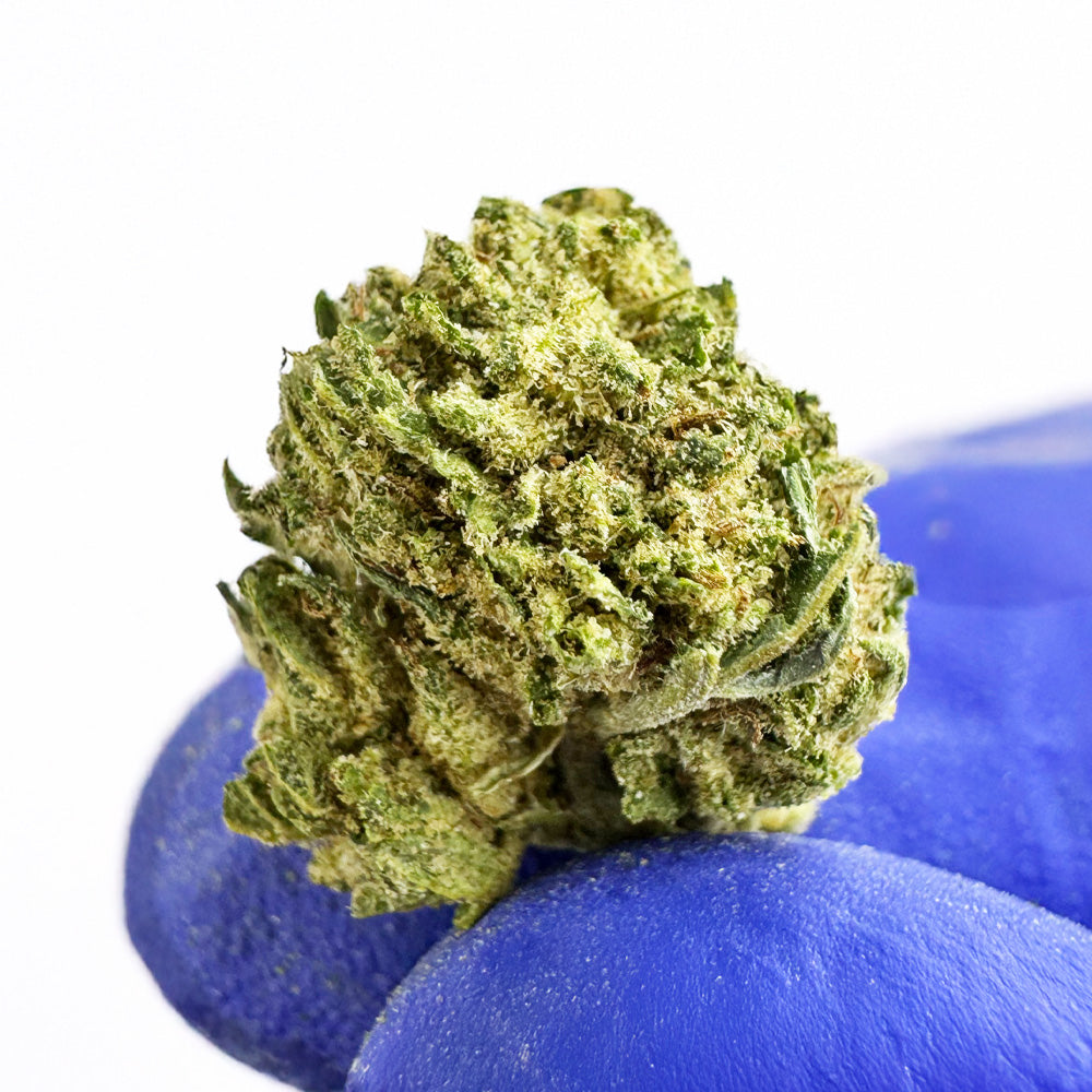 Small buds Candy Rain - Hybride