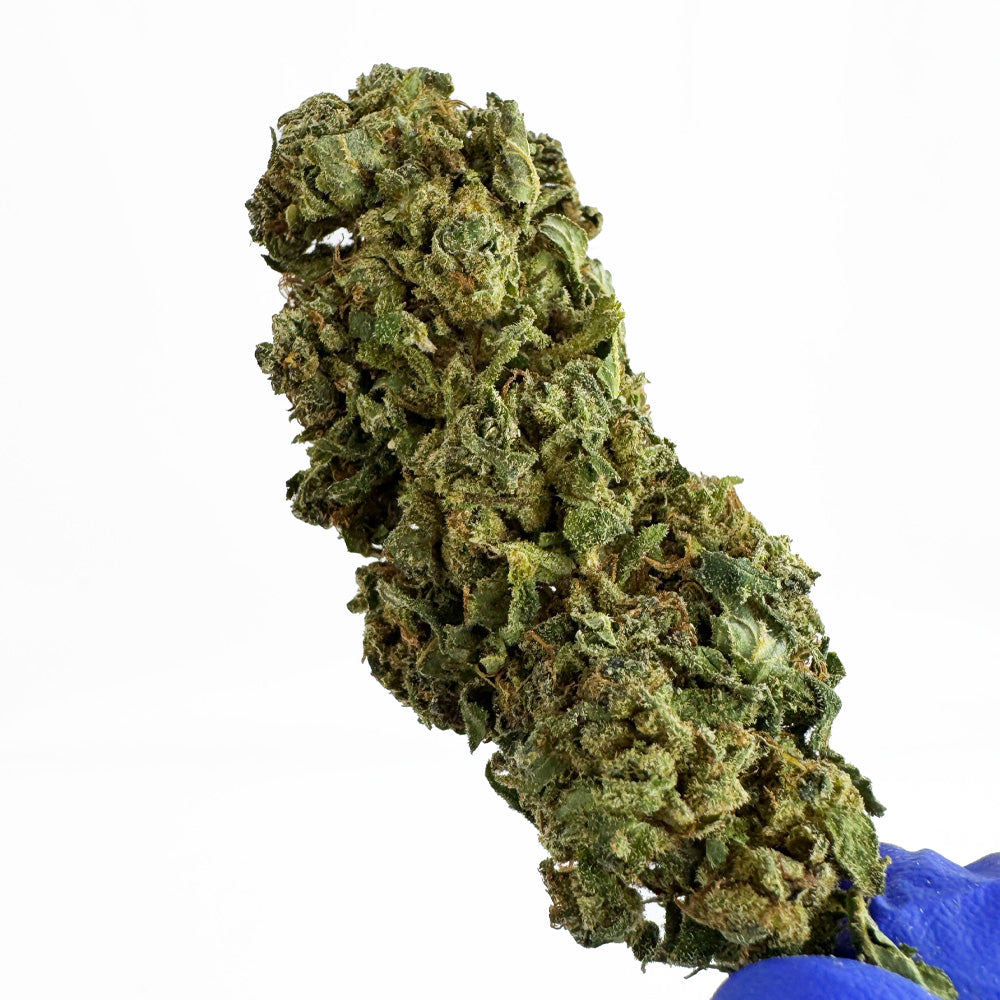 Tropical Haze - Glasshouse — photo 2