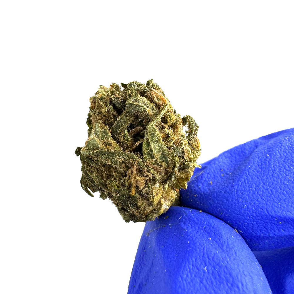 Small buds Lemon Haze - Greenhouse — photo 4