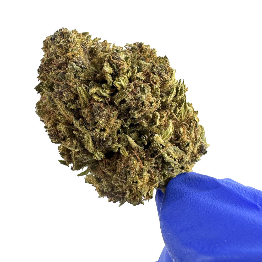 Lemon OG - Hybride USA — photo 3