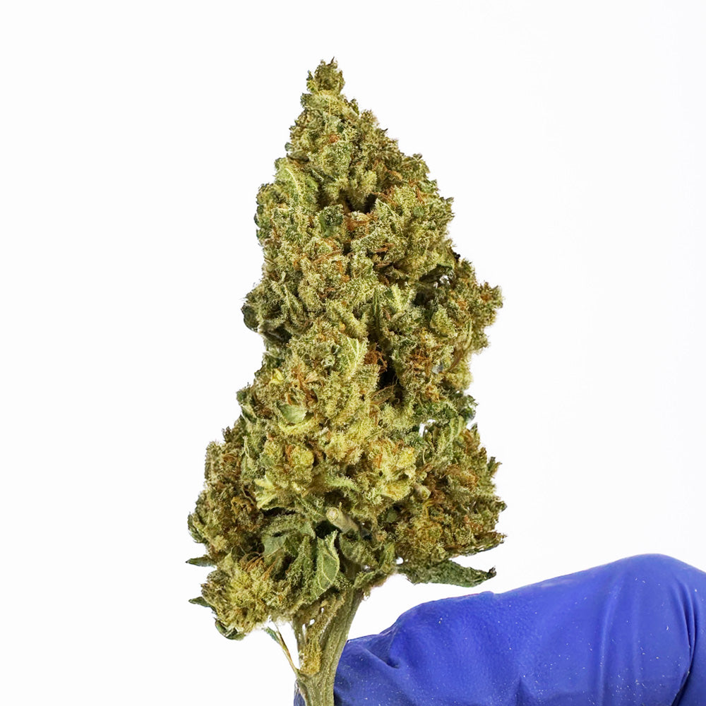 Gasolina CBD - Indoor