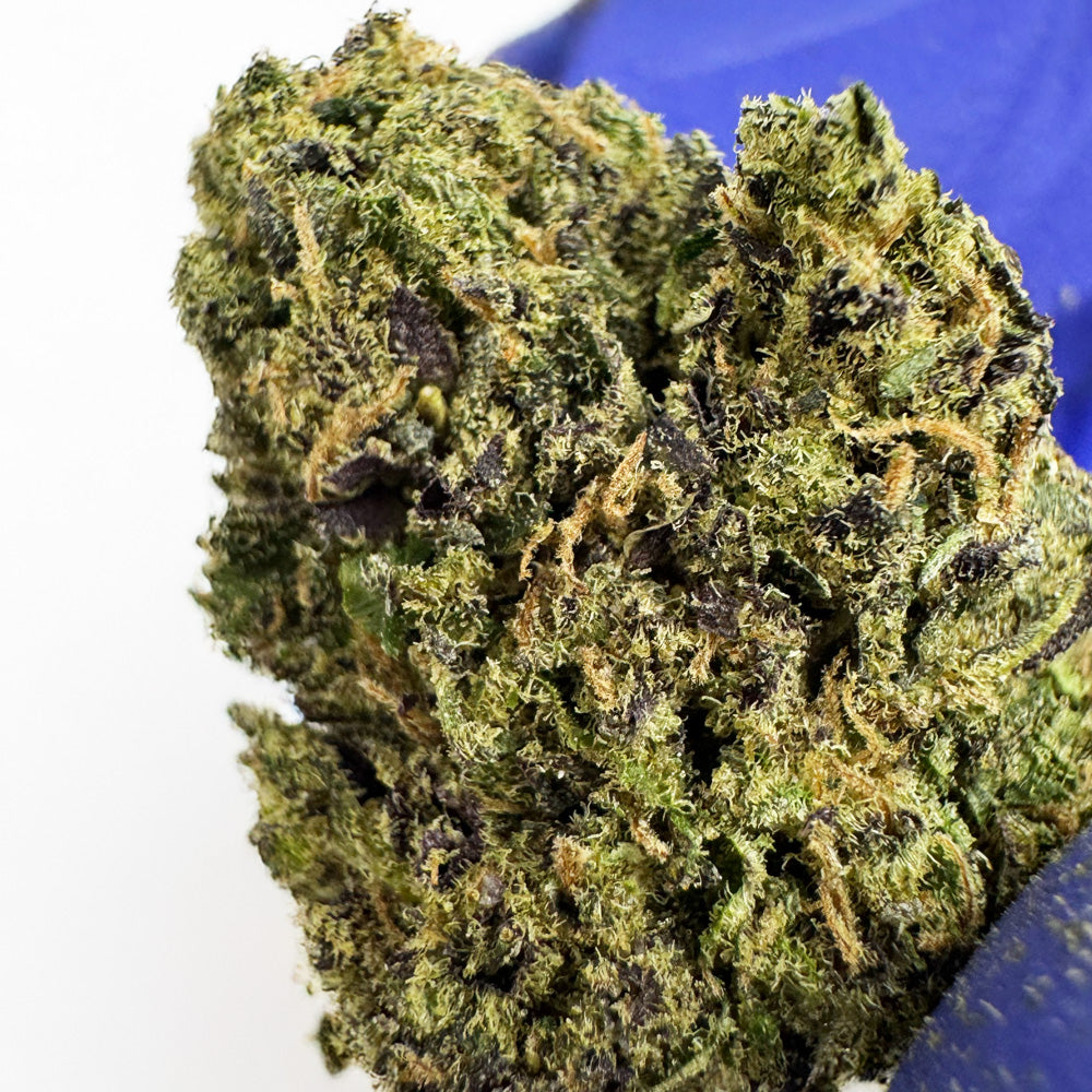 Gelato #41 - Indoor USA