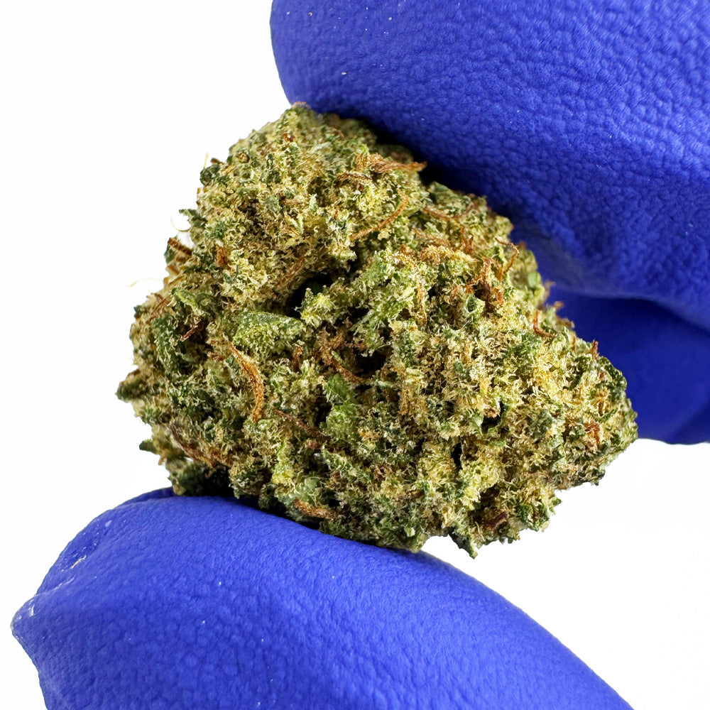 Small Buds Lemon Fritter - Hybride