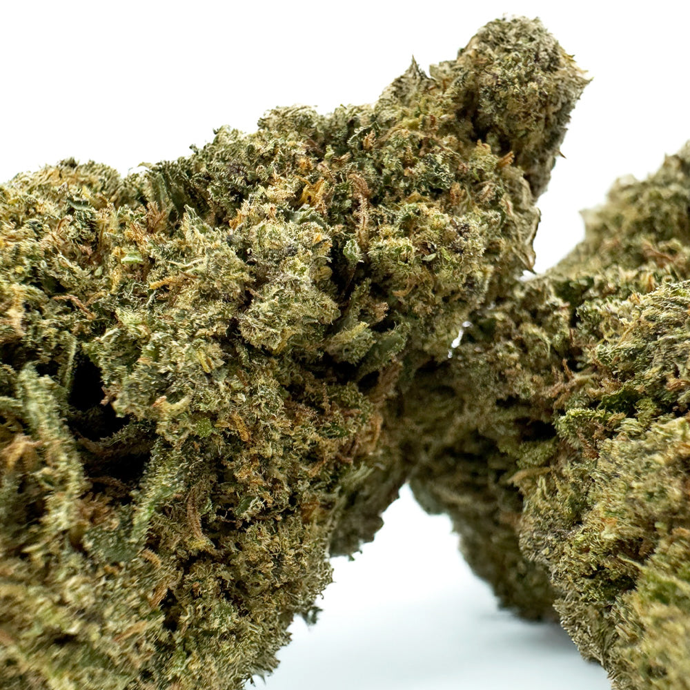 Mimosa - Indoor