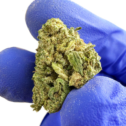 Small buds Candy Rain - Hybride