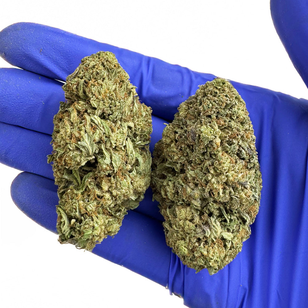 Critical - Hybride USA