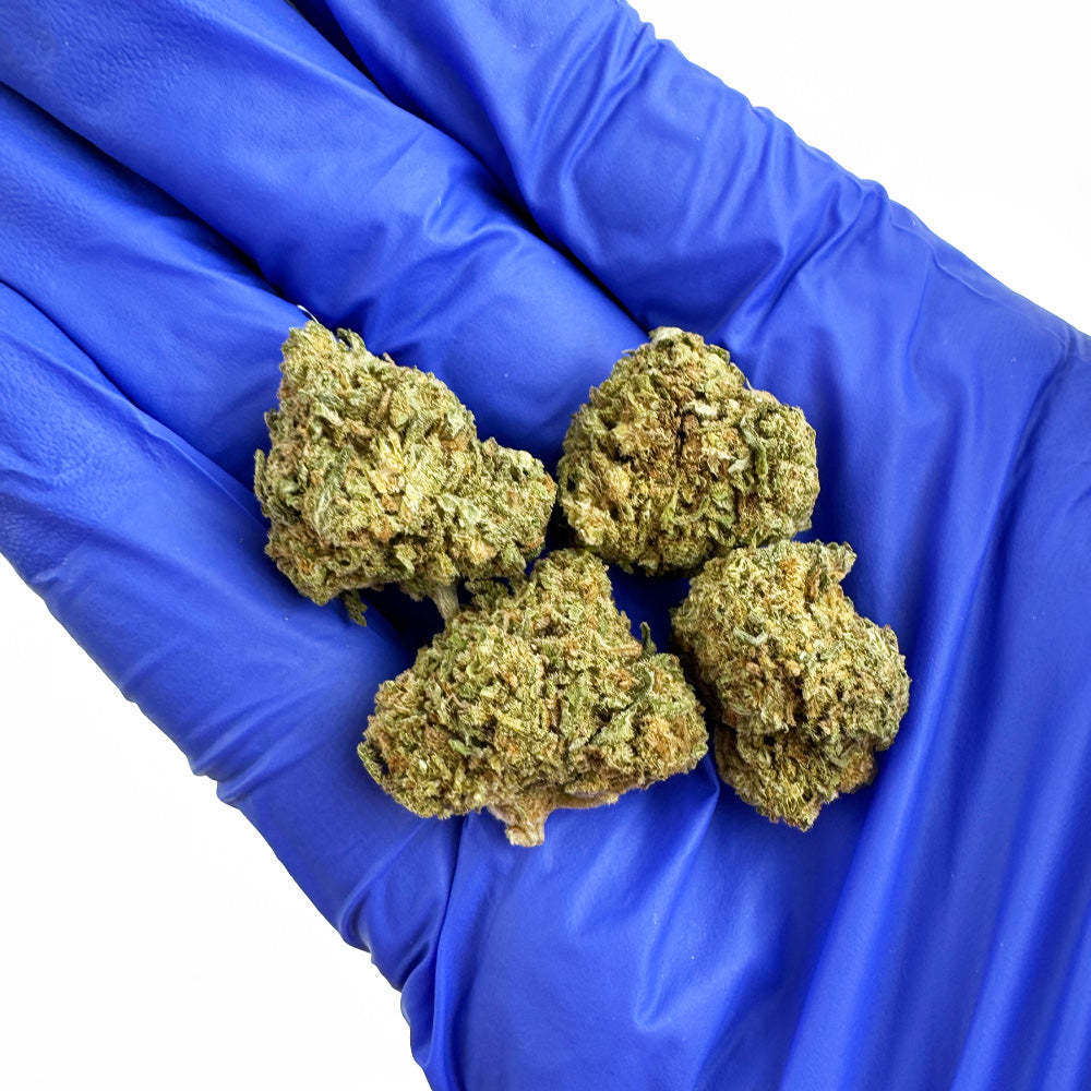 Medium buds GP3 B2 - Indoor — photo 4