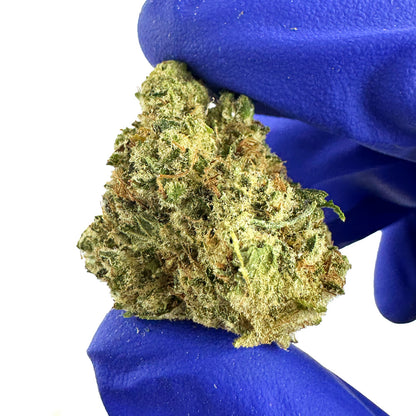 Medium buds Gushers V+ - Indoor