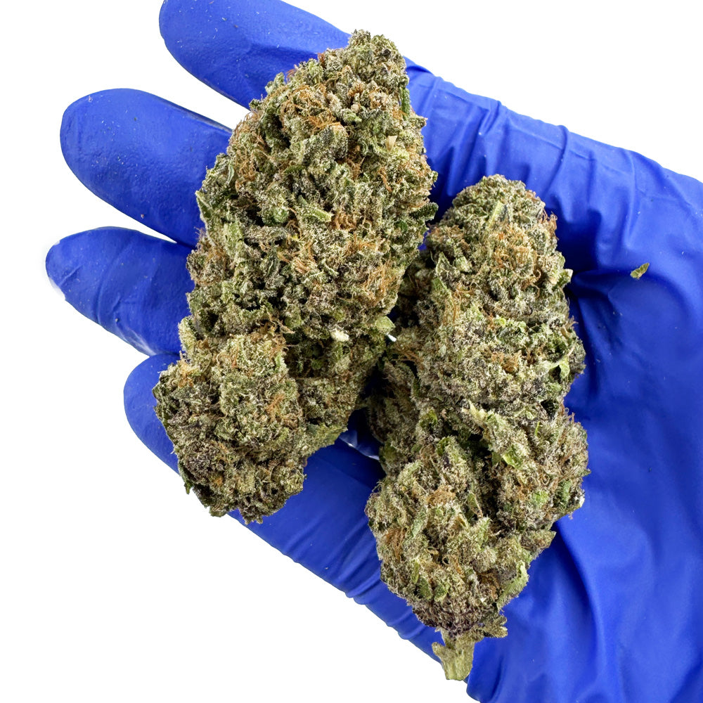 Jelly Cream - Indoor Elite USA — photo 5