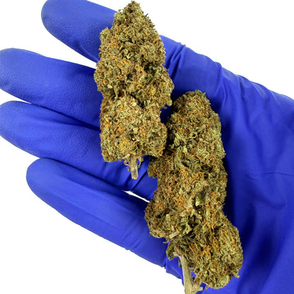 Strawberry - Glasshouse