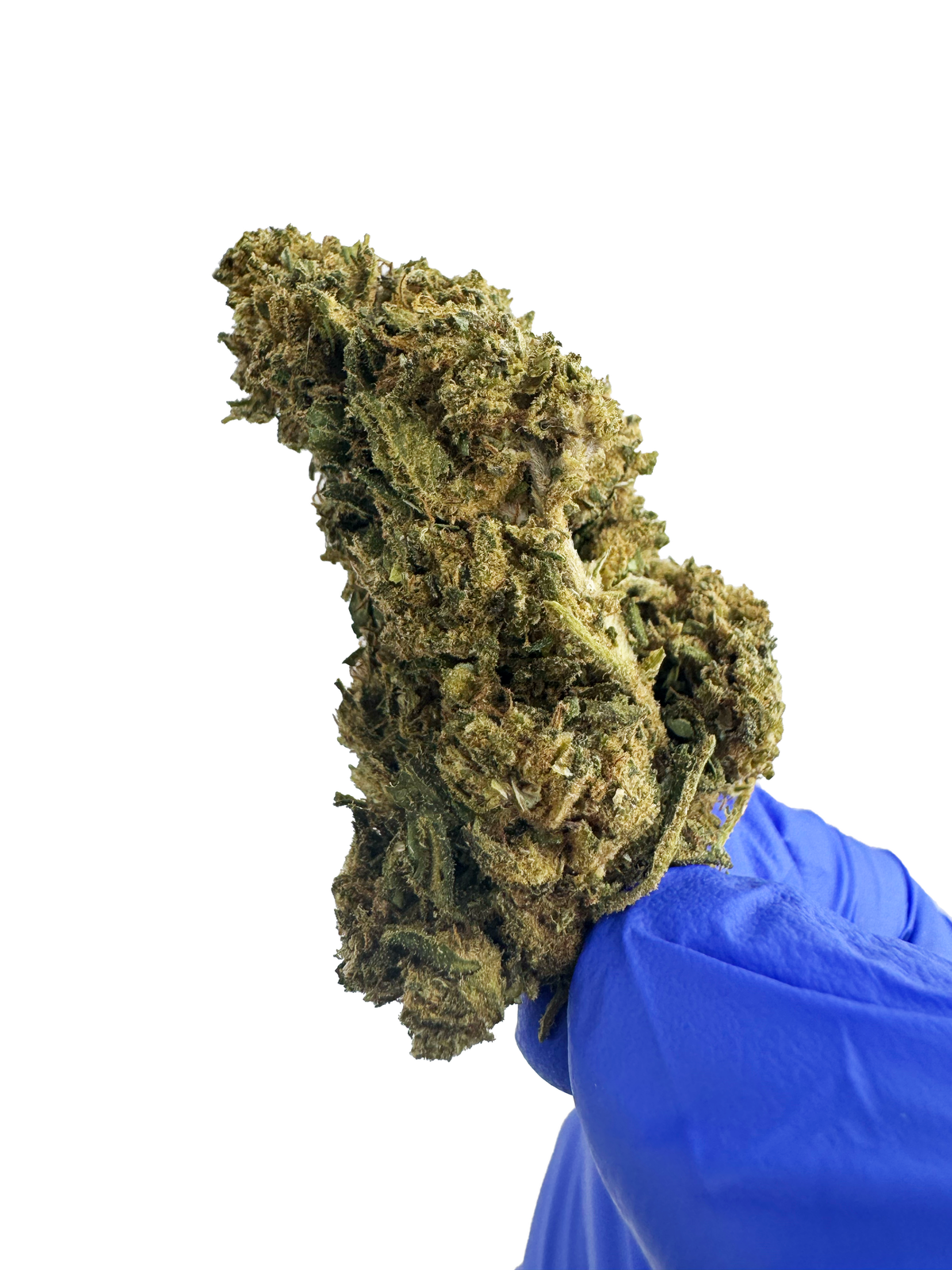 Super Skunk - Greenhouse — photo 5