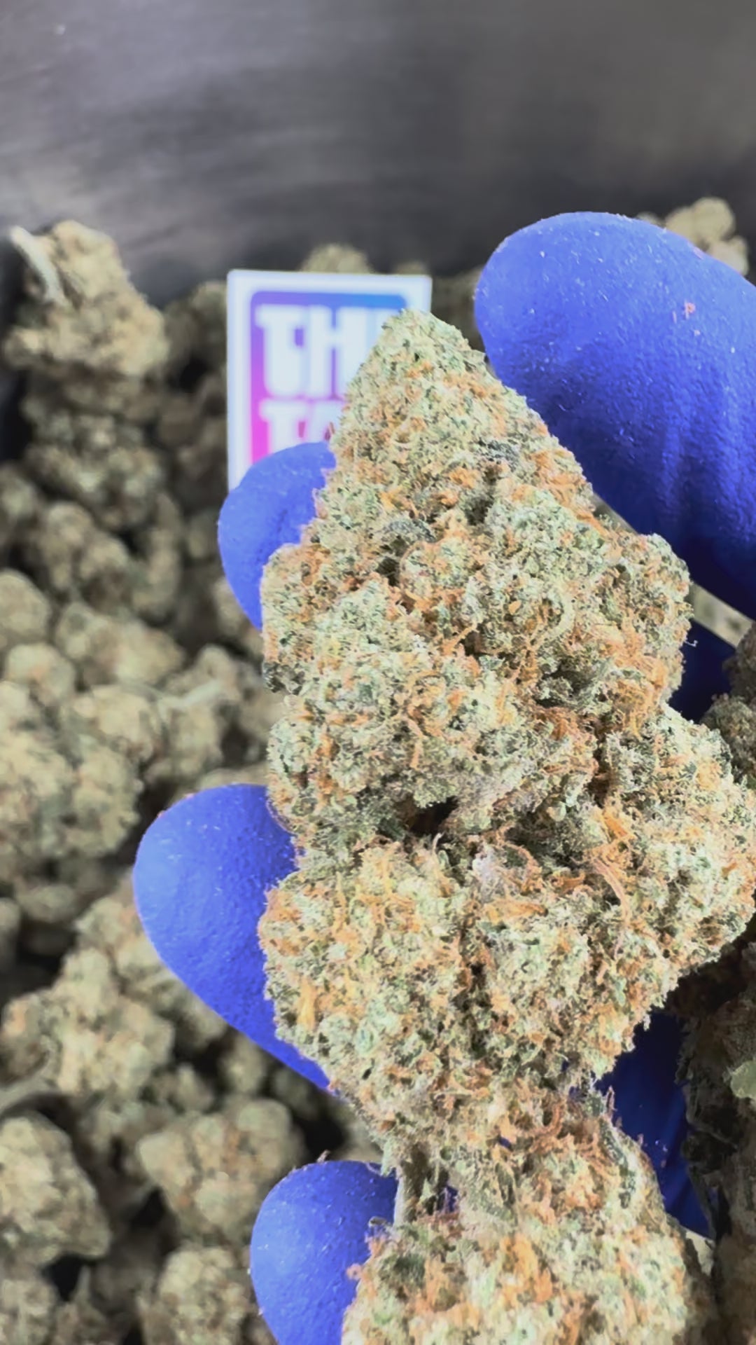 Charger la vidéo: Vidéo de présentation de la Amnesia JSH B1 CBD Indoor