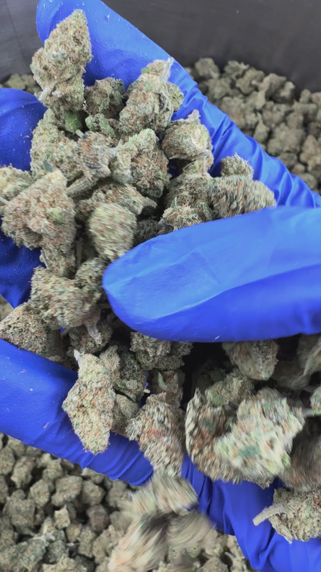 Charger la vidéo: Small buds Lemon Popperz - Indoor — vidéo de présentation