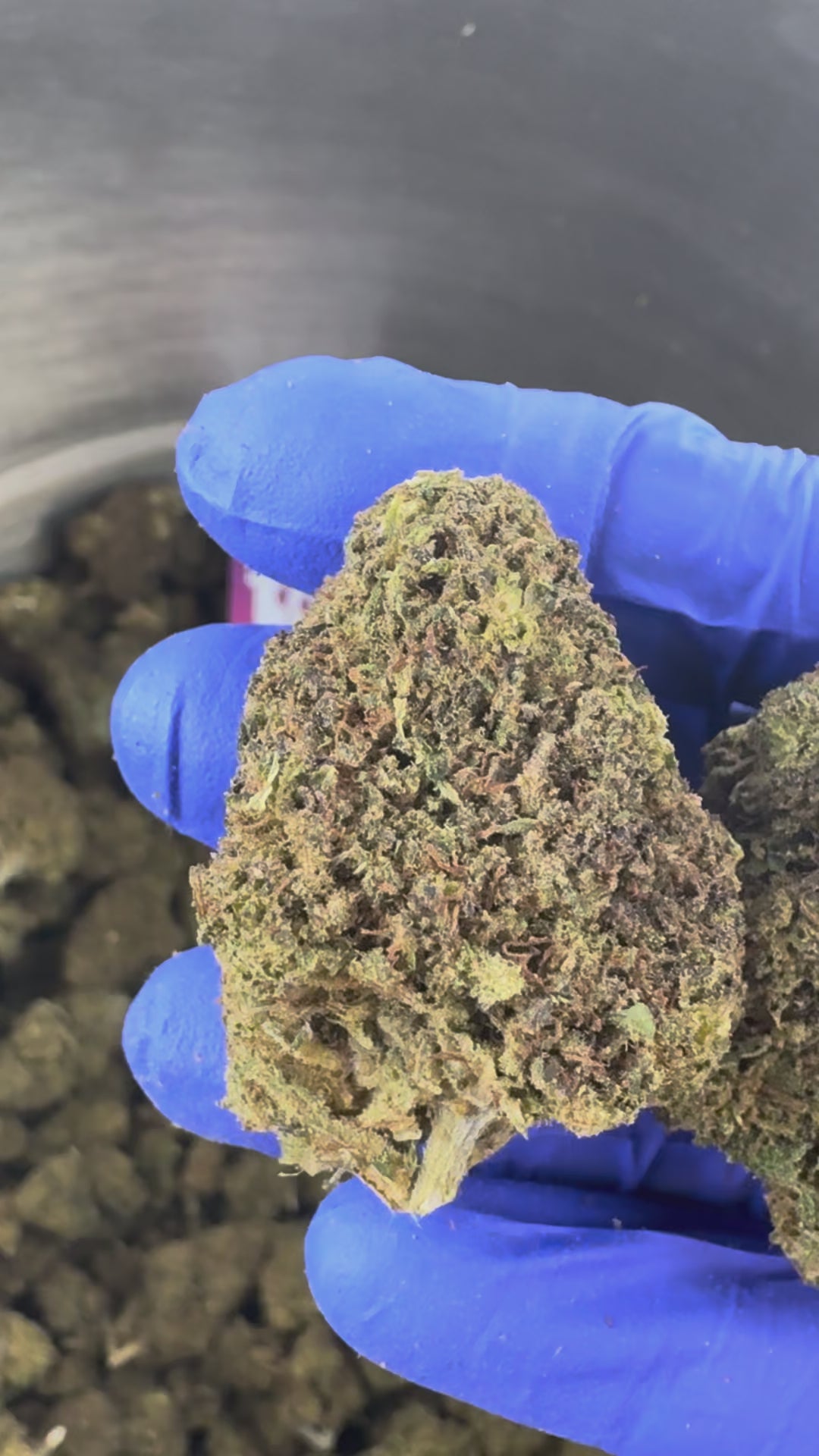 Charger la vidéo: OG Kush - Hybride USA — vidéo de présentation