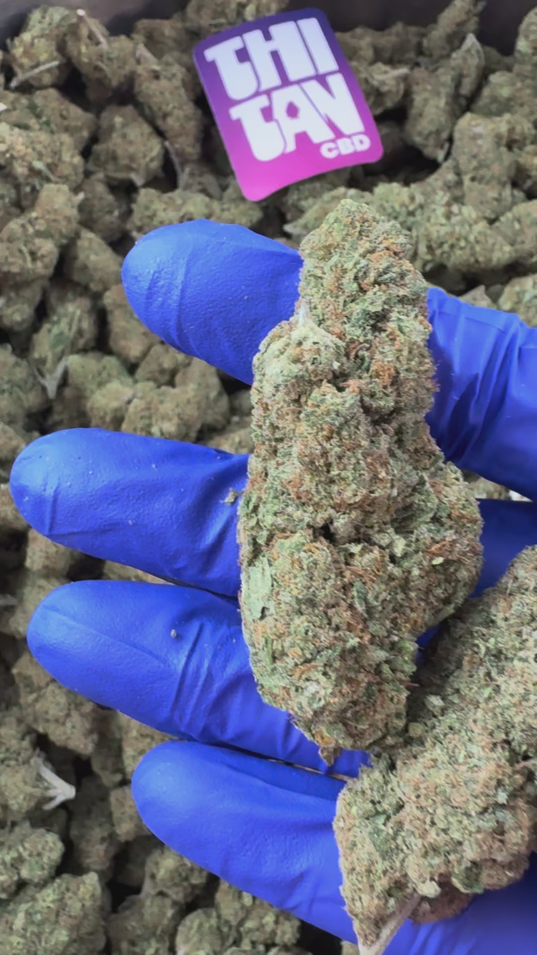 Charger la vidéo: Gold Bar Kush - Indoor — vidéo de présentation