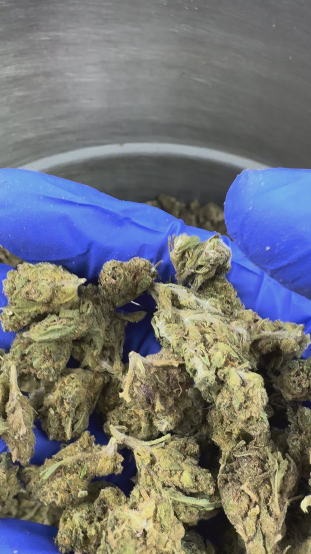 Charger la vidéo: Small buds Lemon Haze - Greenhouse — vidéo de présentation