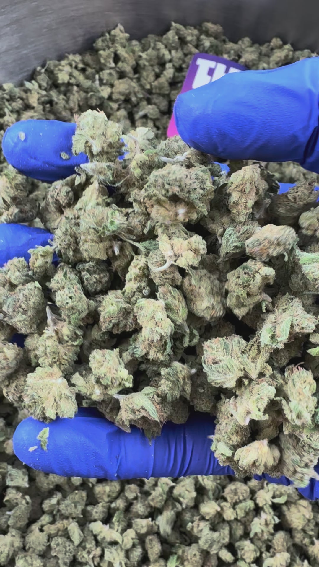 Charger la vidéo: Small buds Gushers V+ - Indoor — vidéo de présentation