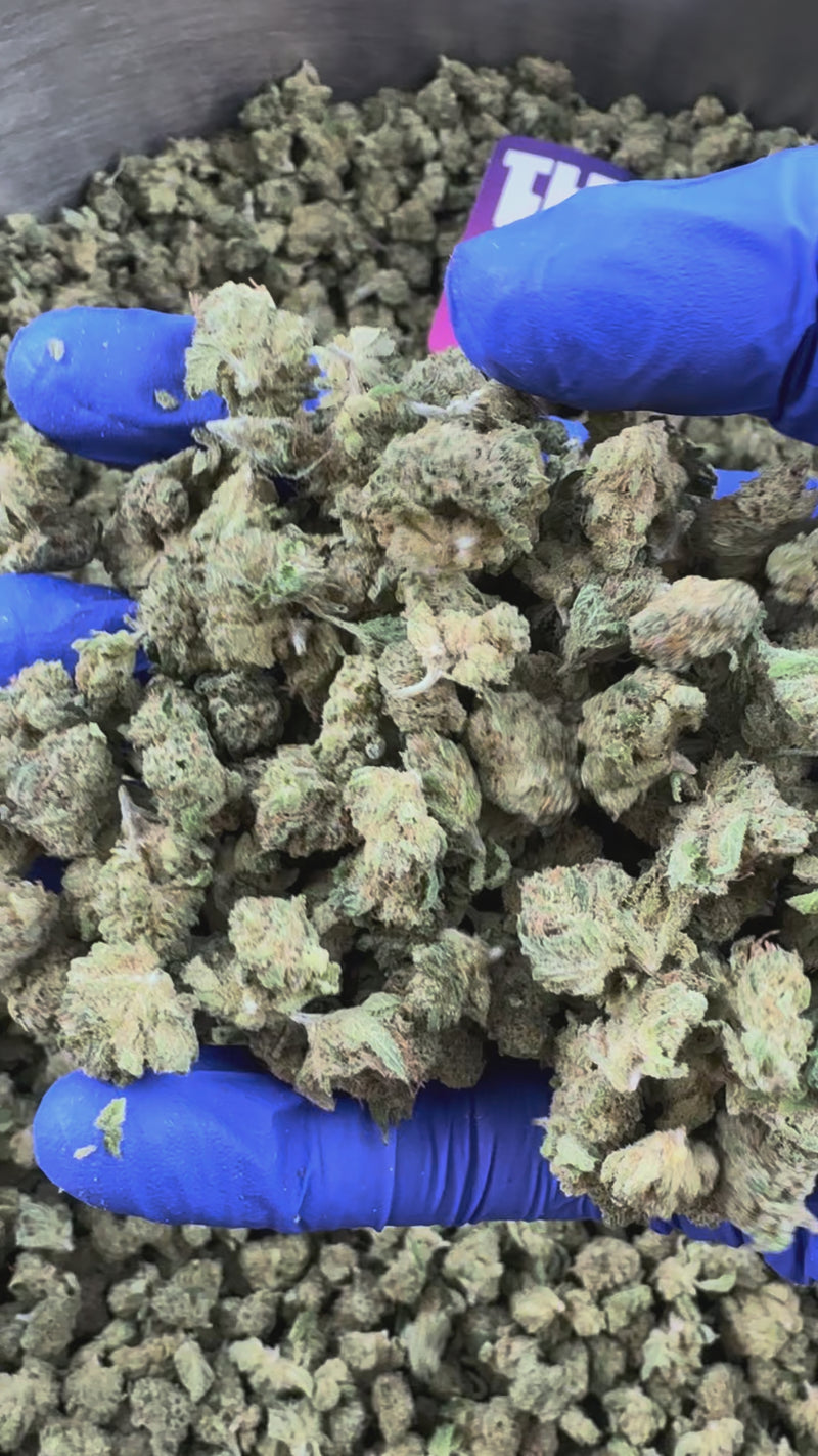 Small buds Gushers V+ - Indoor — vidéo de présentation