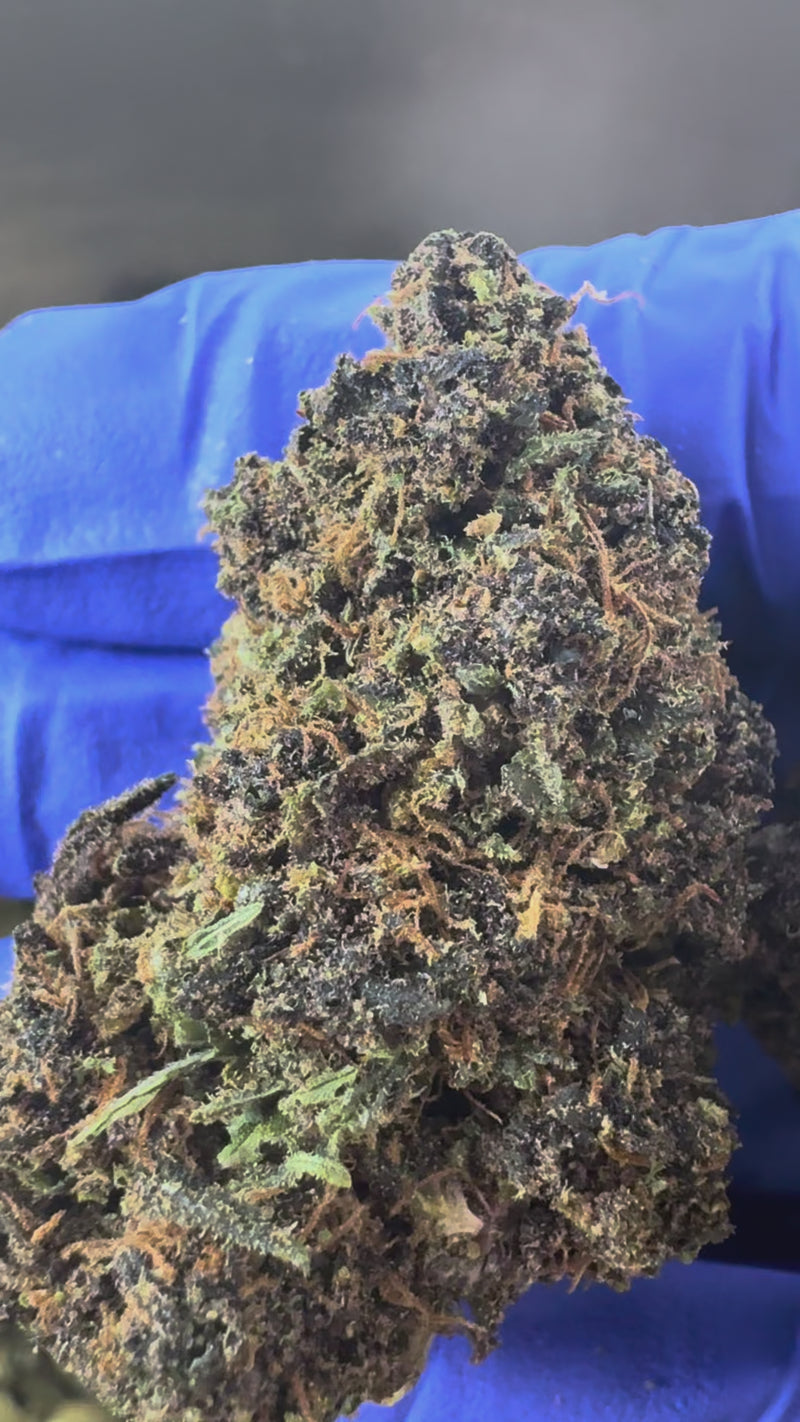 Purple Snowman - Hybride USA — vidéo de présentation
