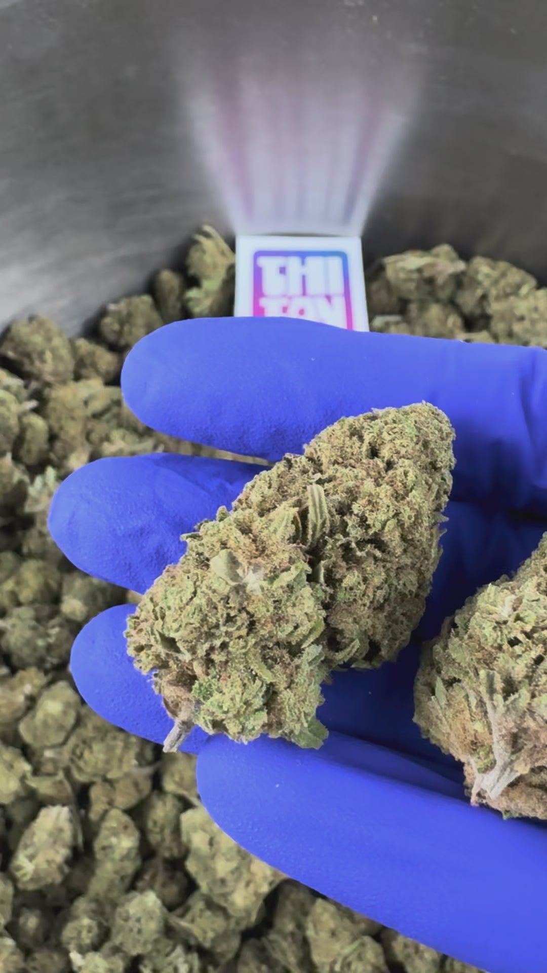 Charger la vidéo: Vidéo de présentation de la Bubblegum CBD Greenhouse